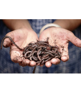 Násada žížal 1kg